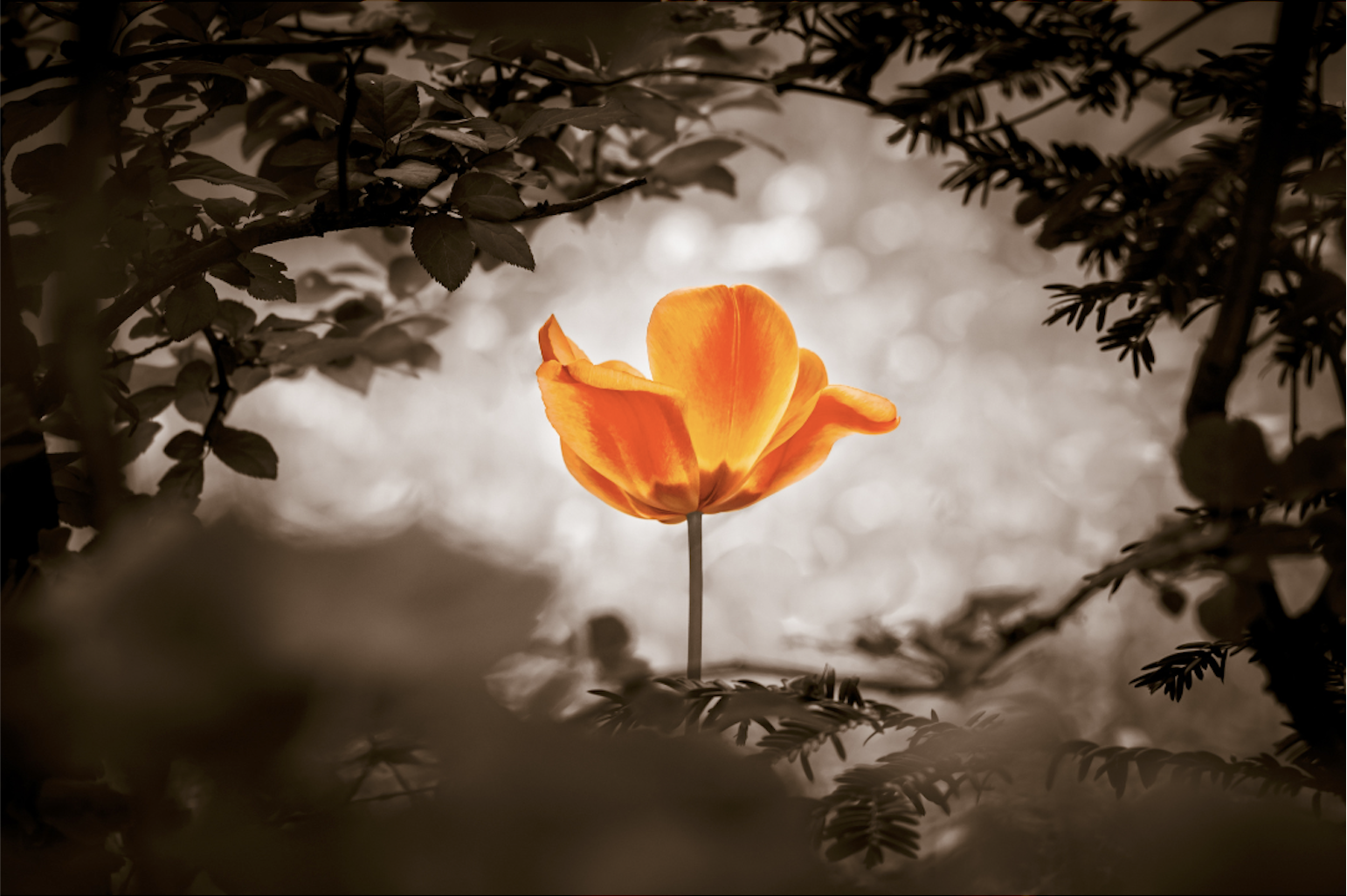 Within a frame of dark vegetation sits an orange poppy flower, a symbol for power of life and mind strength beyond grief death and sorrows, and the healing which comes from expression 