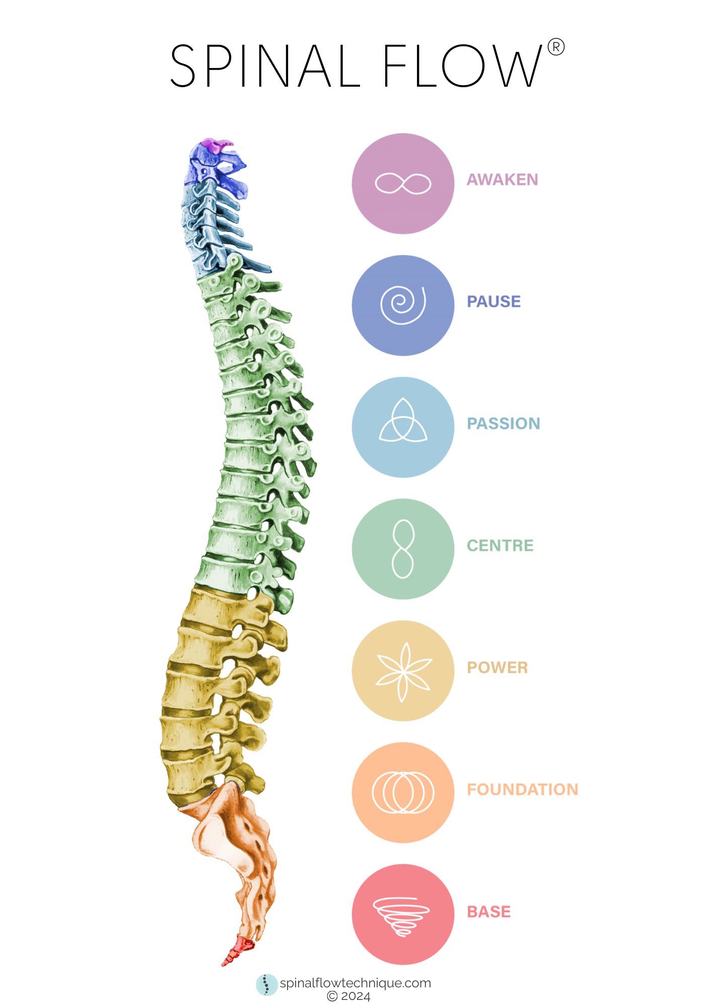 Spinal_Flow_Only_-_Transparent_PNG_A4 Spinal_Flow_Only_-_Transparent_PNG_A4